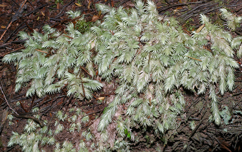 https://www.nzplants.auckland.ac.nz/en/about/mosses/native-species/leucobryaceae/leucobryum-javense.html